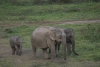 Nghệ An quyết tâm bảo vệ voi rừng